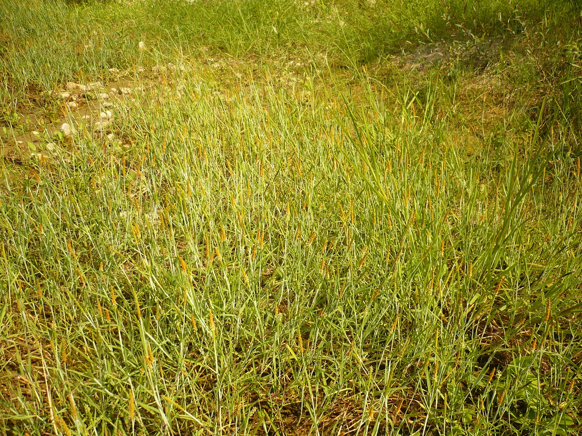 Alopecurus aequalis (Poaceae)